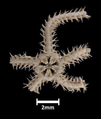 Media type: image;   Invertebrate Zoology OPH-1314 Aspect: ventral